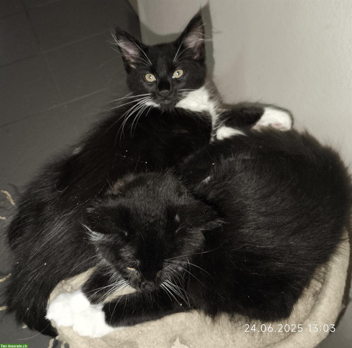 Bild 2: Maine Coon Kitten Black/White