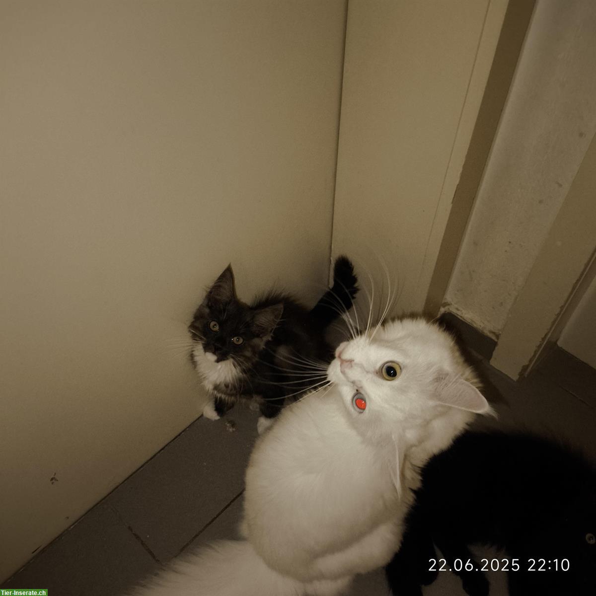 Bild 3: Maine Coon Kitten Black/White