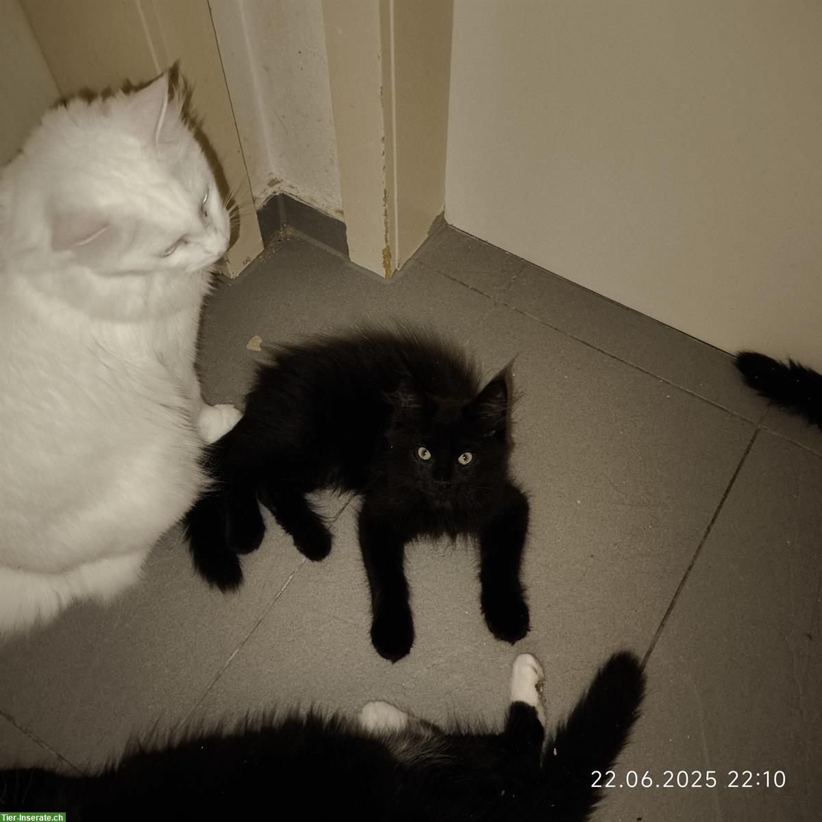 Bild 4: Maine Coon Kitten Black/White