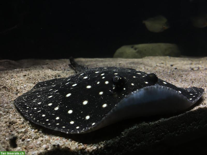 Potamotrygon leopoldi itaituba (P14) Süsswasserstechrochen