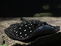 Potamotrygon leopoldi itaituba (P14) Süsswasserstechrochen