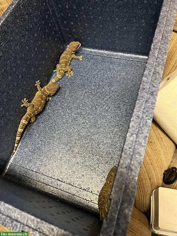 1.2 Gekko gecko (Tokay oder Tokeh Gecko) Gruppe