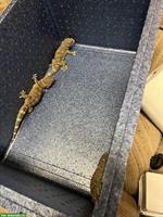 1.2 Gekko gecko (Tokay oder Tokeh Gecko) Gruppe