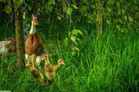 Laufenten Paar, 1 Erpel, 1 Ente