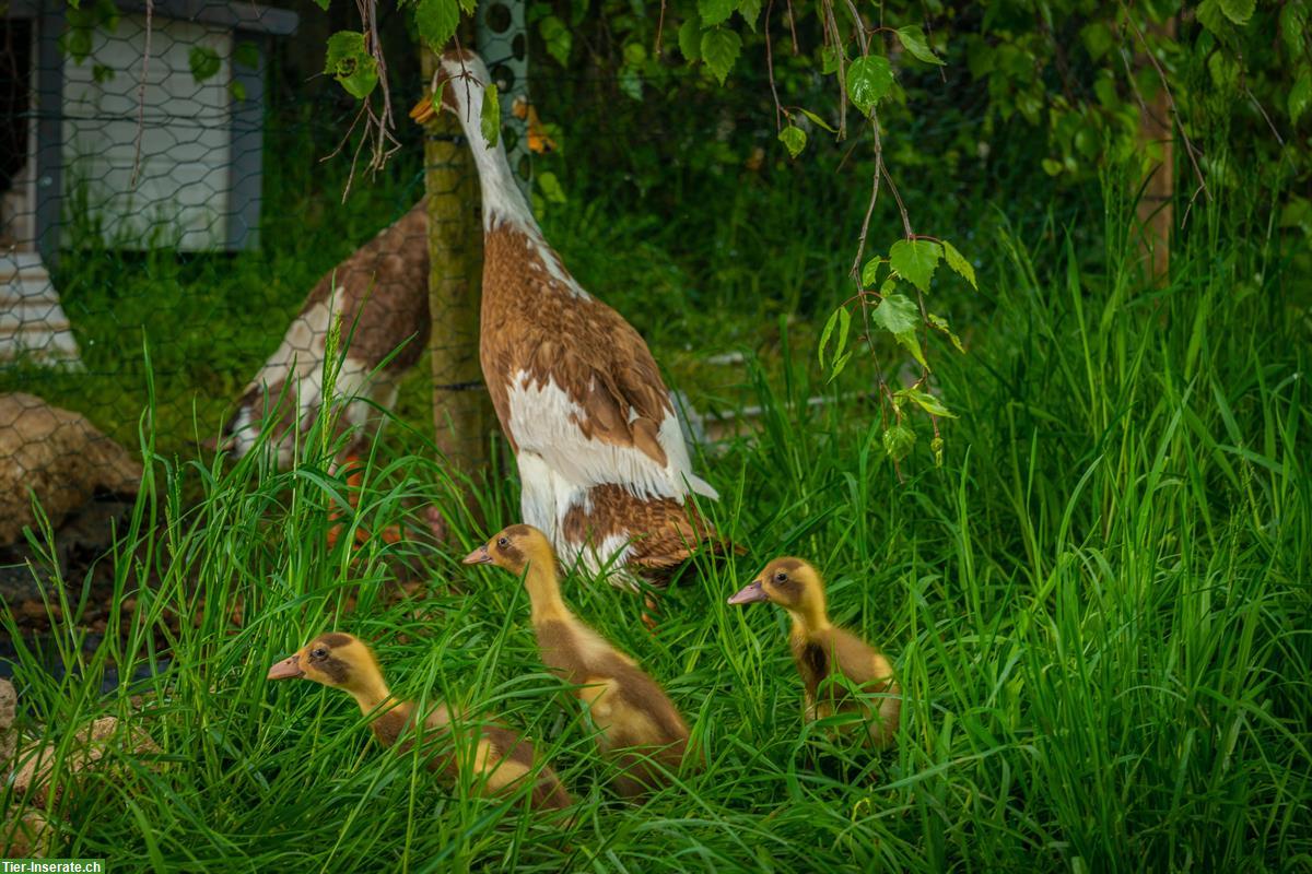 Bild 2: Laufenten Paar, 1 Erpel, 1 Ente