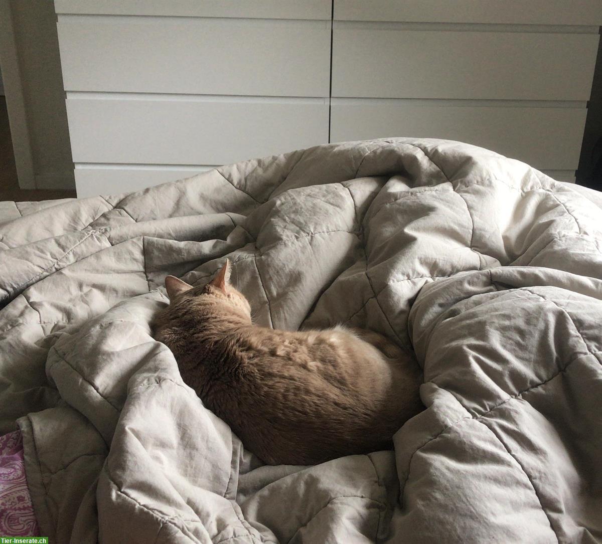 Bild 2: Betreuung von Hunden, Katzen, Kleintieren oder Pferden