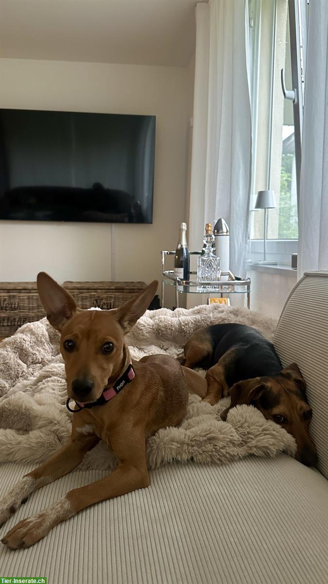 Bild 6: Betreuung von Hunden, Katzen, Kleintieren oder Pferden