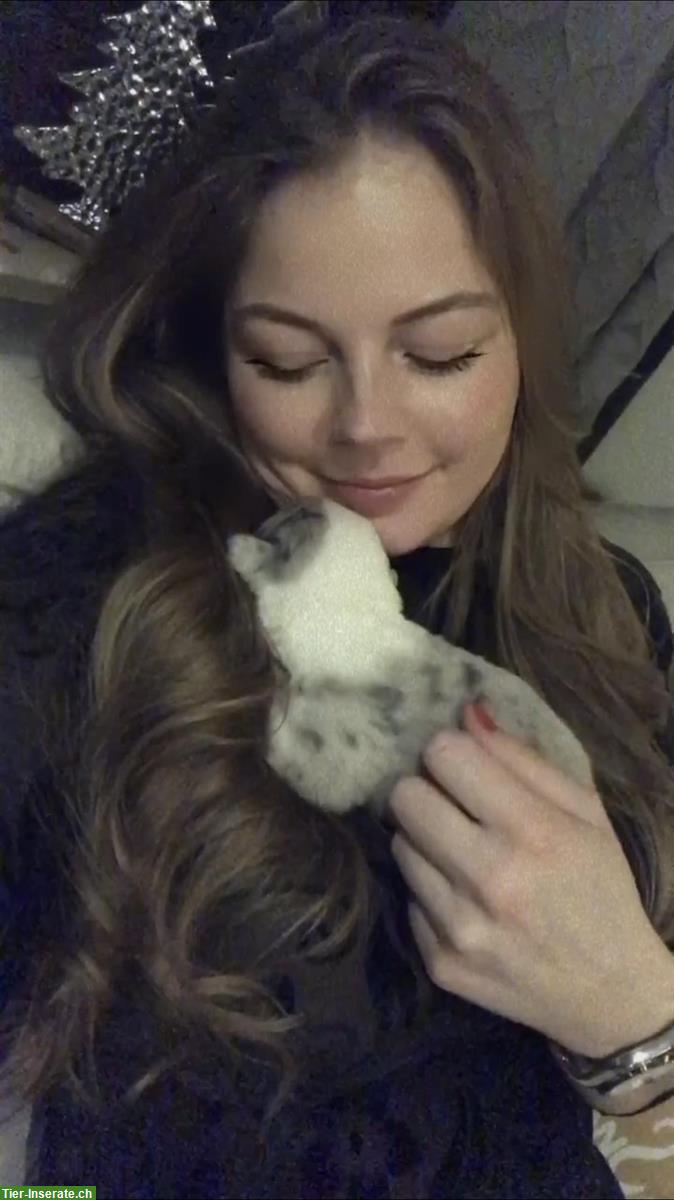 Bild 9: Betreuung von Hunden, Katzen, Kleintieren oder Pferden