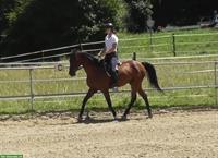 Qualifizierter Reitunterricht auf Privatpferden