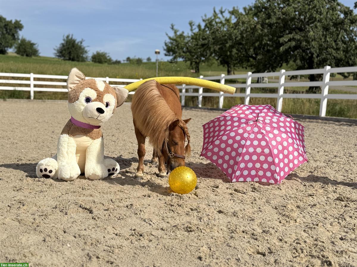 Shetlandpony Stute, 85cm, 5-jährig