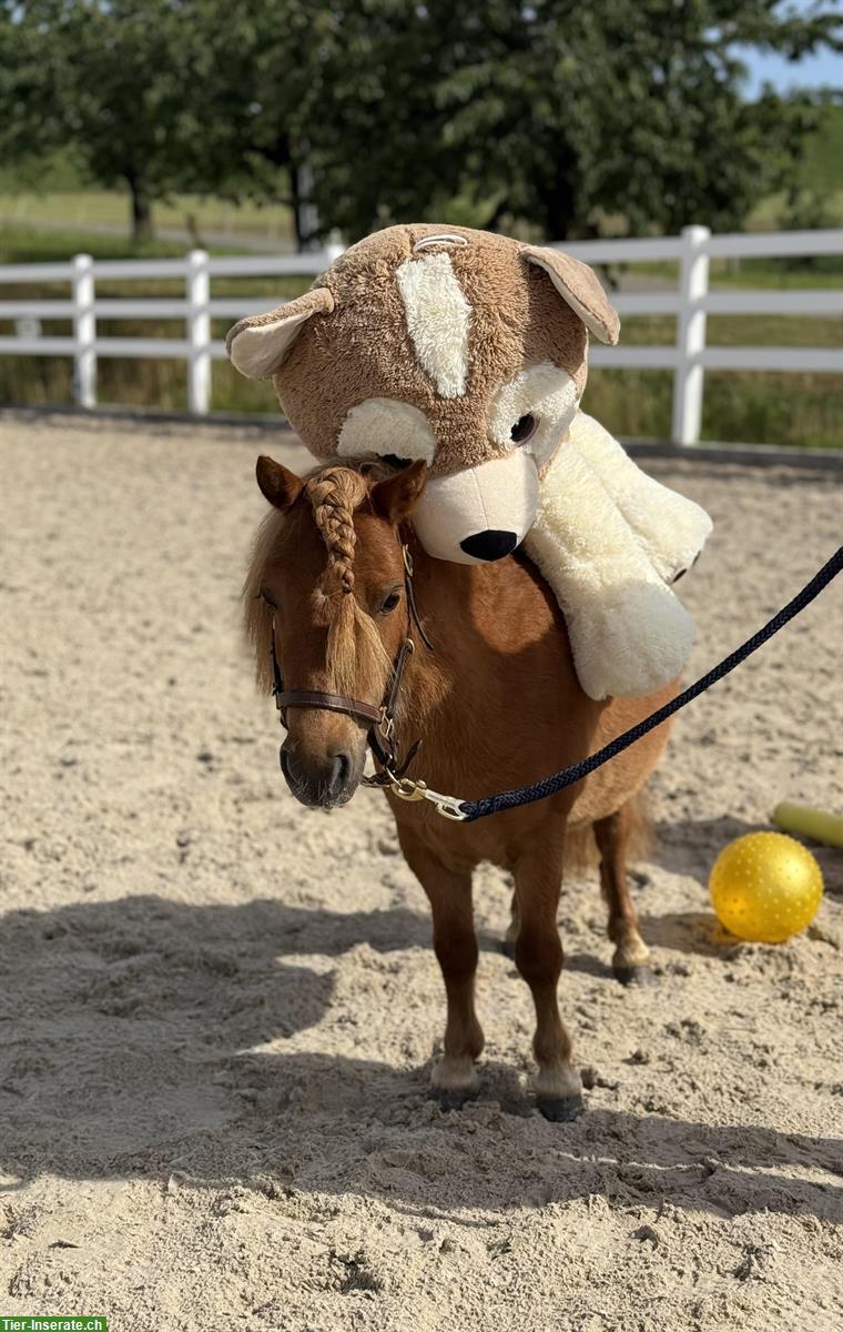 Bild 2: Shetlandpony Stute, 85cm, 5-jährig