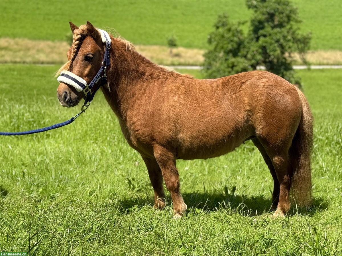 Bild 4: Shetlandpony Stute, 85cm, 5-jährig