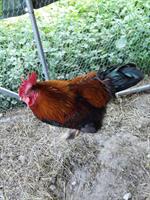 Lieber Marans Hahn weiterzugeben