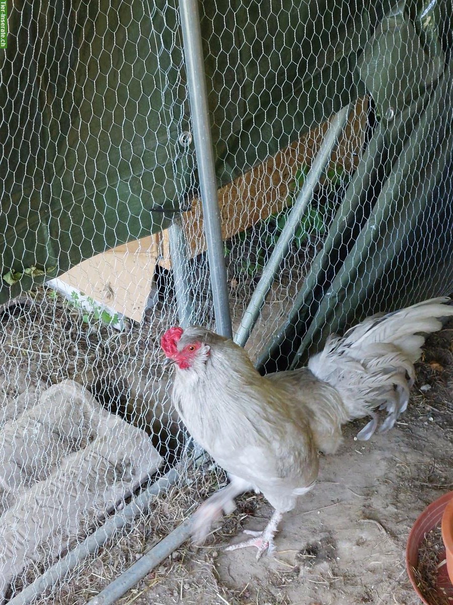 Jüngerer British Araucana Hahn abzugeben
