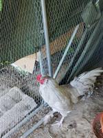 Jüngerer British Araucana Hahn abzugeben