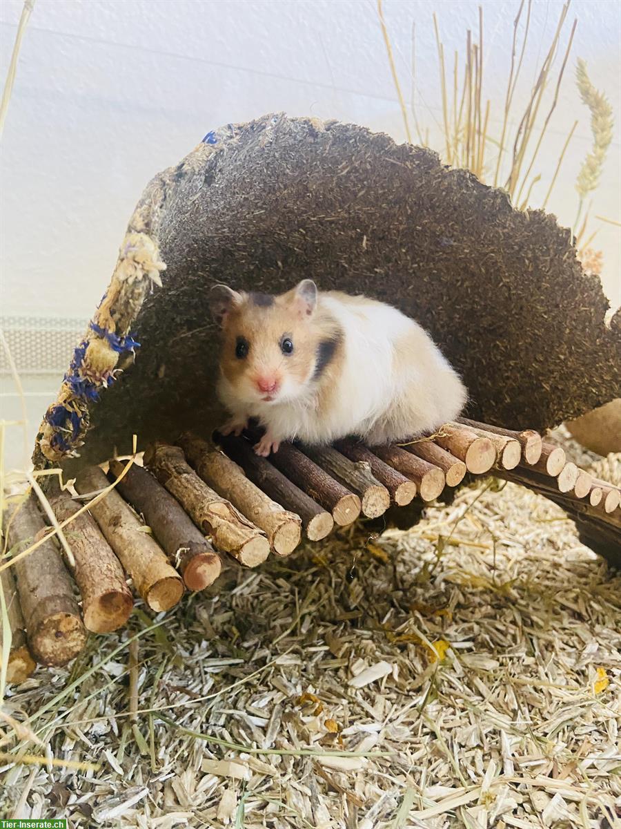 Junges Teddyhamster Mädchen inkl. Terrarium