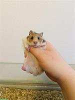 Junges Teddyhamster Mädchen inkl. Terrarium