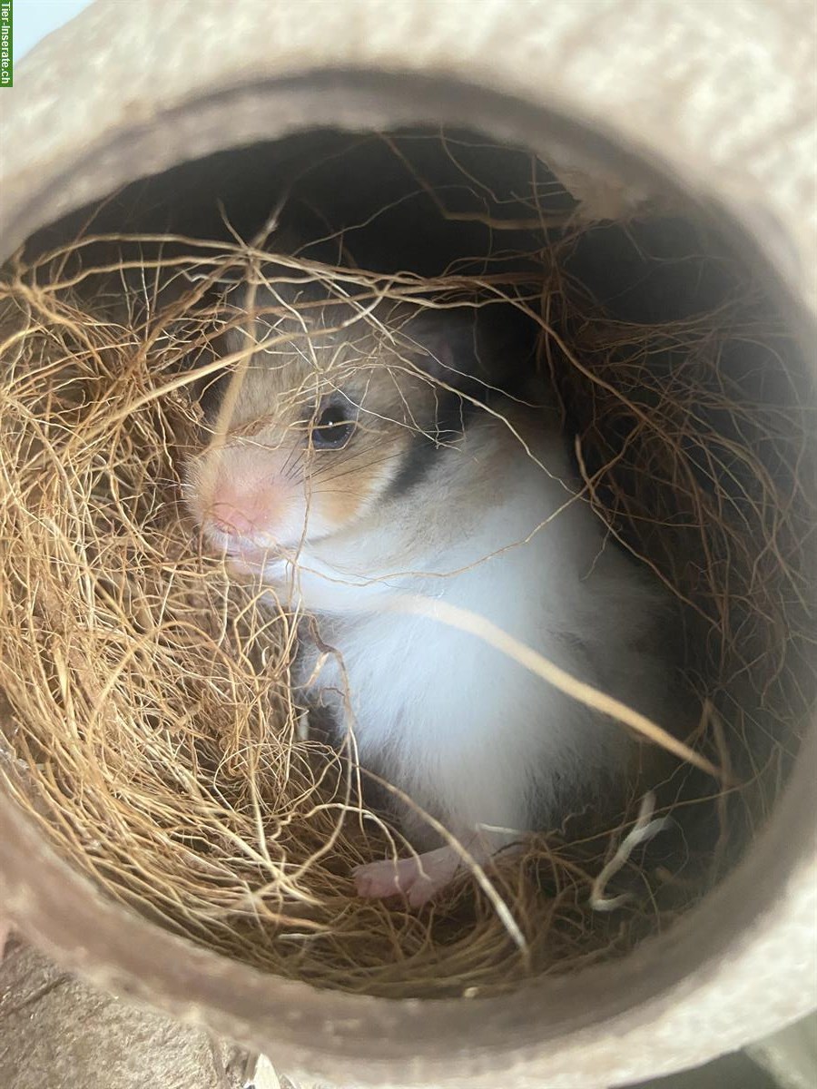 Bild 3: Junges Teddyhamster Mädchen inkl. Terrarium