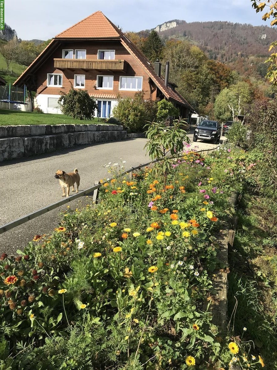 Bauerhaus / Bauernhof mit 3ha Land zu verkaufen