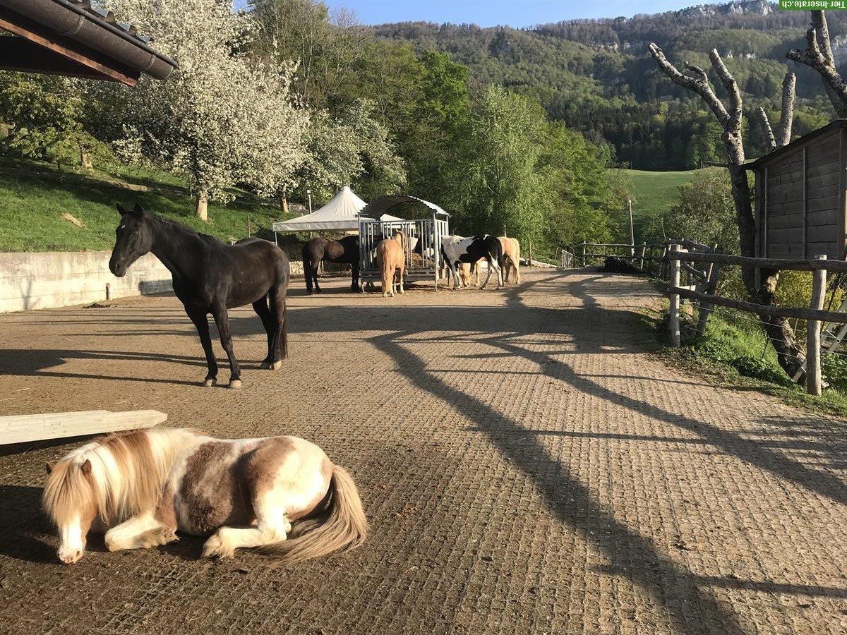 Bild 3: Bauerhaus / Bauernhof mit 3ha Land zu verkaufen