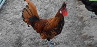 Appenzeller Spitzhauben Hahn, gold-schwarz
