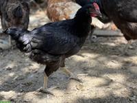Junger schwarzer Hahn GRATIS abzugeben