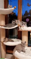 Wunderschöne Britisch Kurzhaar Kitten, reinrassig