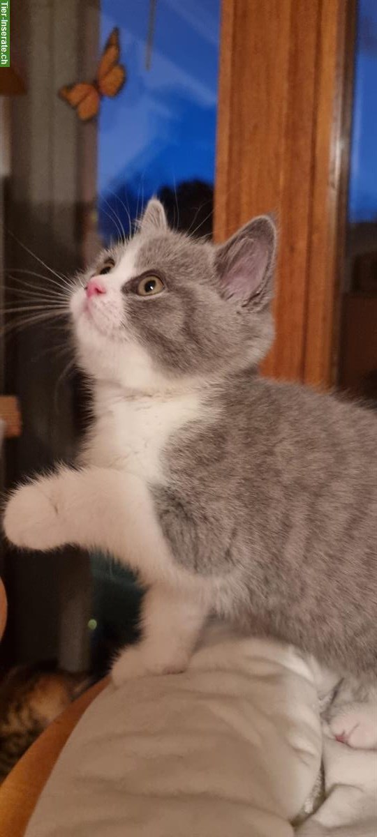 Bild 2: Wunderschöne Britisch Kurzhaar Kitten, reinrassig