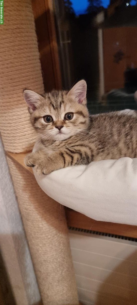 Bild 3: Wunderschöne Britisch Kurzhaar Kitten, reinrassig