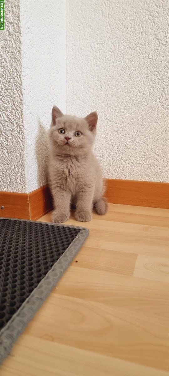 Bild 4: Wunderschöne Britisch Kurzhaar Kitten, reinrassig