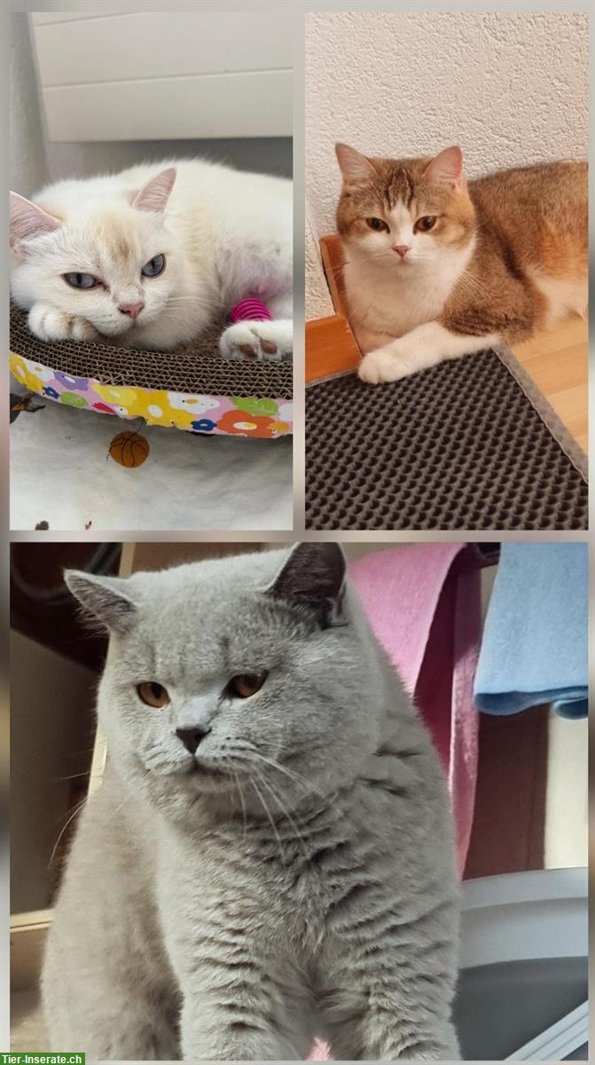 Bild 5: Wunderschöne Britisch Kurzhaar Kitten, reinrassig