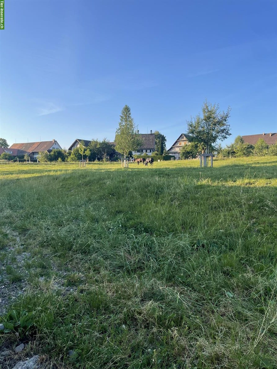 Bild 4: Offenstallplatz für Wallache und Stuten in Rifferswil ZH