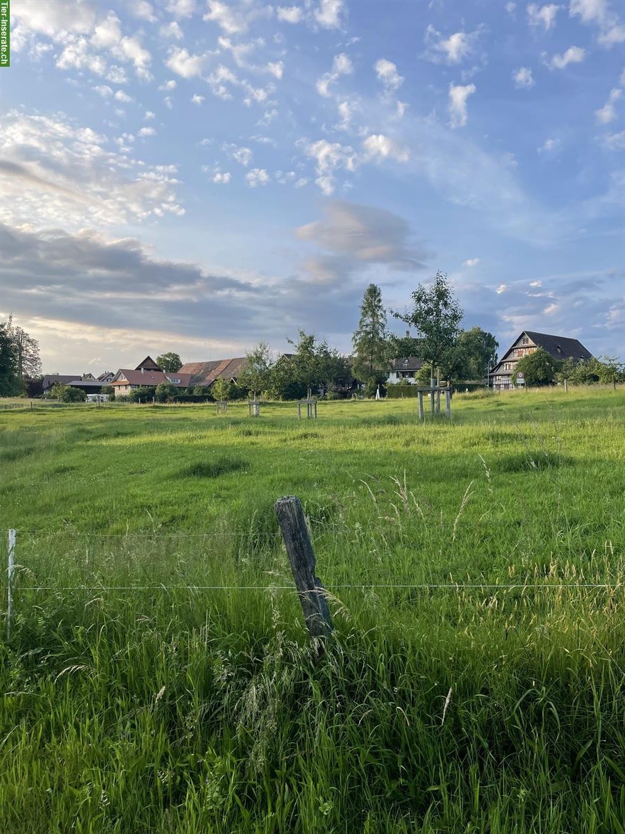 Bild 5: Offenstallplatz für Wallache und Stuten in Rifferswil ZH