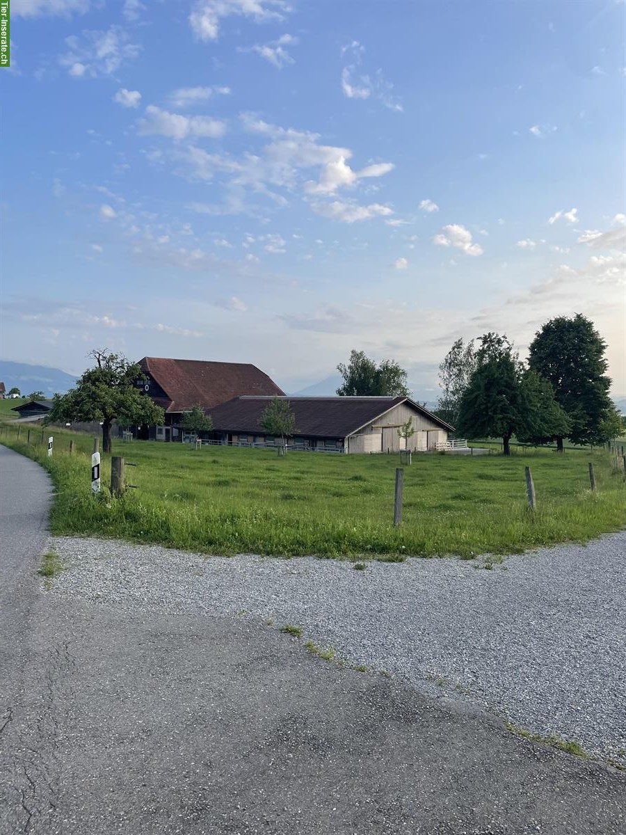 Bild 7: Offenstallplatz für Wallache und Stuten in Rifferswil ZH