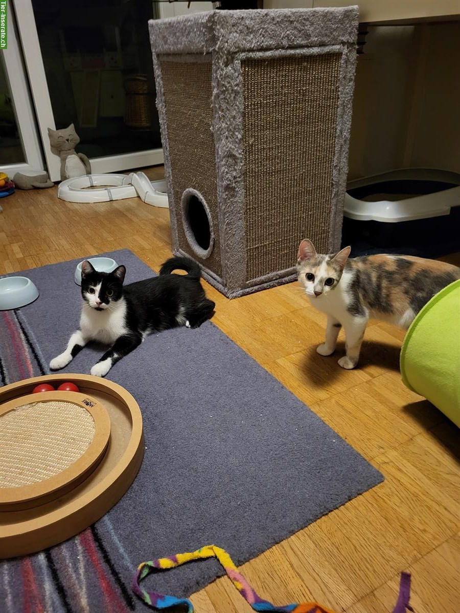 2 Katzen Mädels suchen ein Zuhause