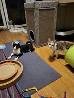 2 Katzen Mädels suchen ein Zuhause