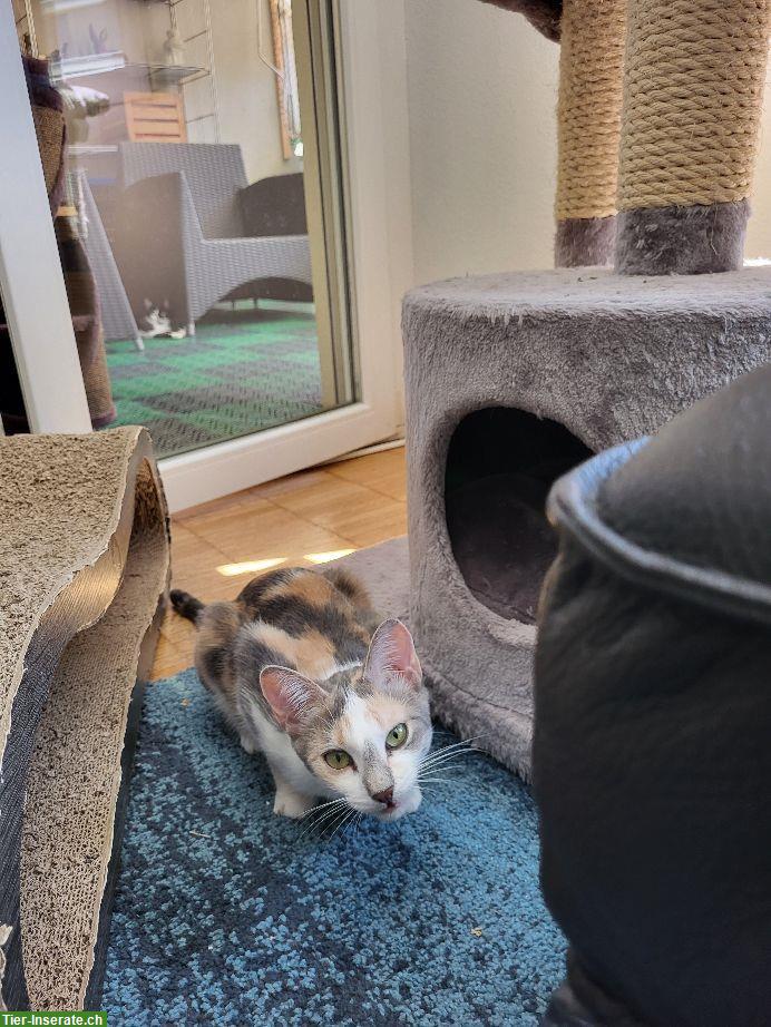 Bild 2: 2 Katzen Mädels suchen ein Zuhause