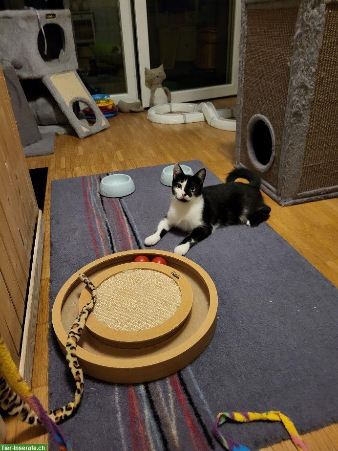 Bild 3: 2 Katzen Mädels suchen ein Zuhause