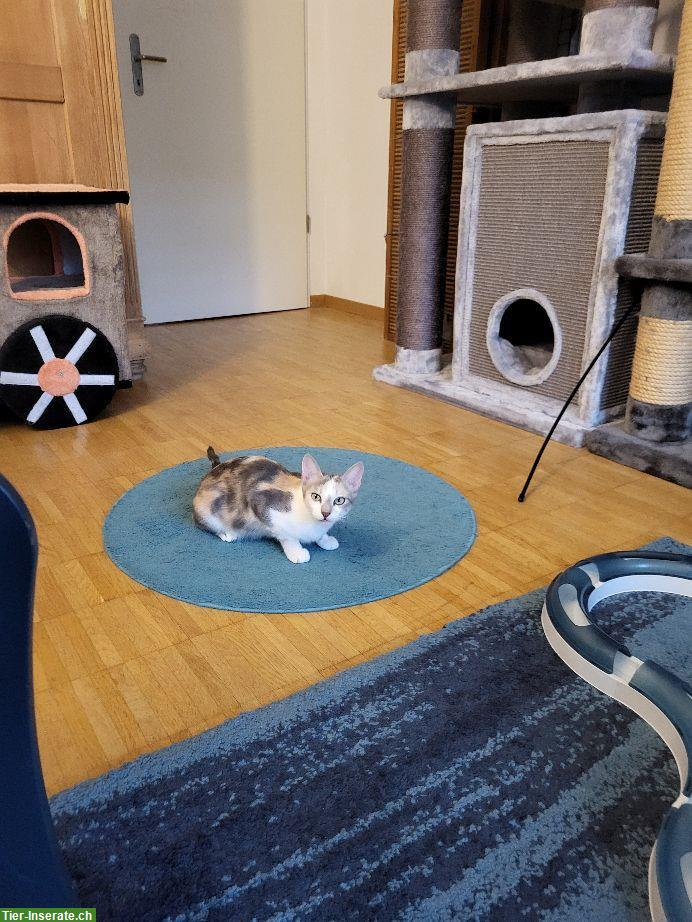 Bild 5: 2 Katzen Mädels suchen ein Zuhause