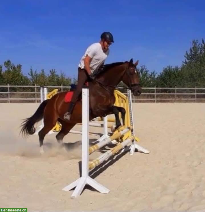 Suche Job mit Pferden