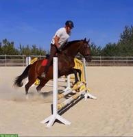 Suche Job mit Pferden