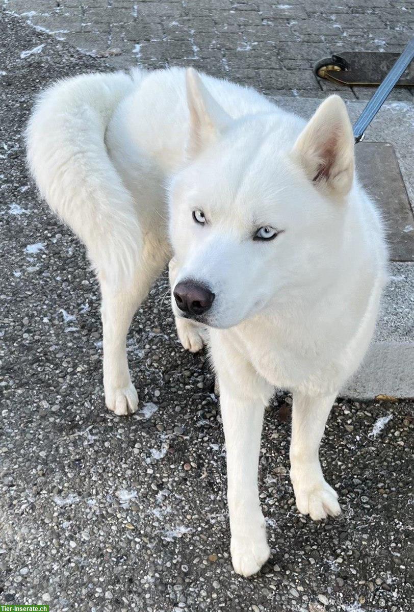 Bild 2: Siberian Husky Rüde (showlinie) Sky