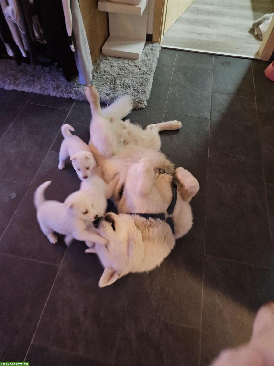Bild 3: Siberian Husky Rüde (showlinie) Sky