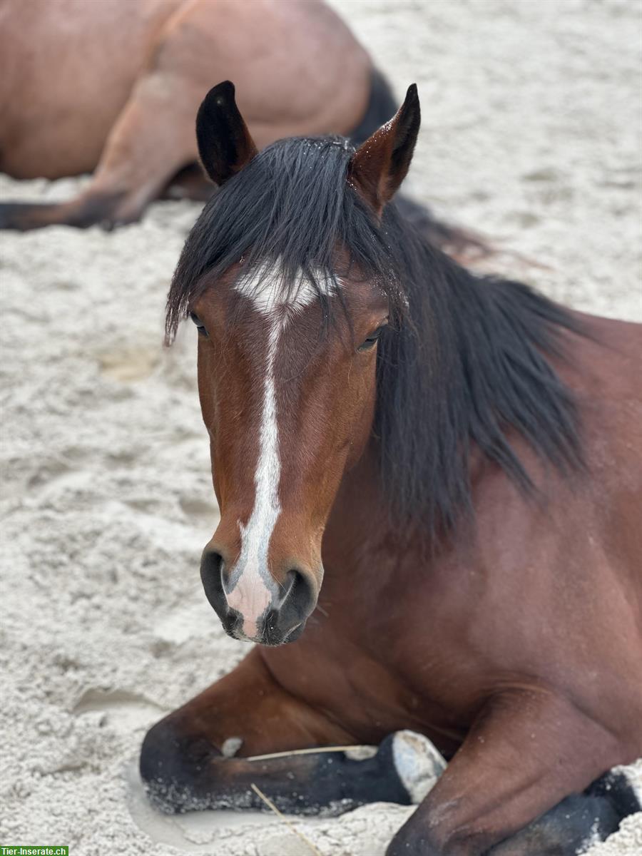 Bild 2: 5-jähriger Quarter Wallach sucht sein 5 Sterne Zuhause