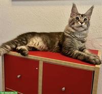 Reinrassiges Maine Coon Girl sucht Lebensplatz