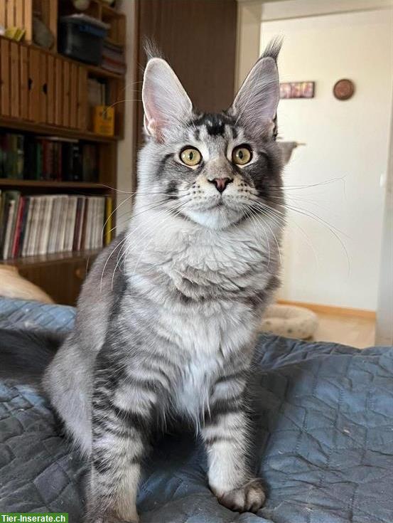 Bild 2: Reinrassiges Maine Coon Girl sucht Lebensplatz