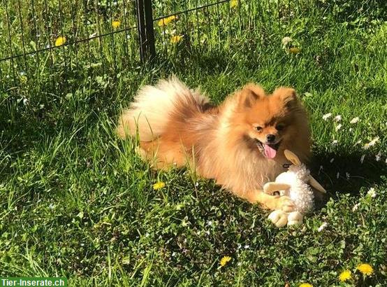 3-jähriger Zwergspitz / Pomeranian zu verkaufen