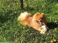 3-jähriger Zwergspitz / Pomeranian zu verkaufen