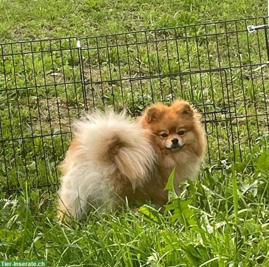 Bild 2: 3-jähriger Zwergspitz / Pomeranian zu verkaufen