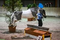 Suchen Sportliches Mädchen für Jump&Run mit Mini-Horses